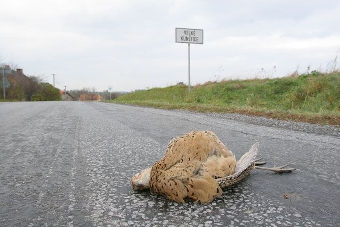 Drsné místo k životu na úbočí Jeseníků