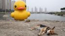 A dog lies on the ground in front of a scaled replica of the rubber duck by Dutch conceptual artist Florentijn Hofman, in Tianjin municipality June 5, 2013. Picture taken June 5, 2013. REUTERS/Stringer (CHINA - Tags: SOCIETY) CHINA OUT. NO COMMERCIAL OR EDITORIAL SALES IN CHINA Published: Čer. 6, 2013, 5:46 dop.