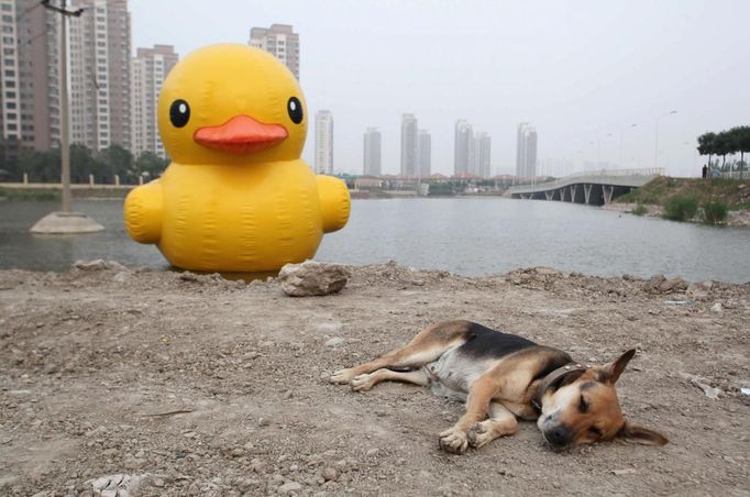 A dog lies on the ground in front of a scaled replica of the rubber duck by Dutch conceptual artist Florentijn Hofman, in Tianjin municipality June 5, 2013. Picture taken June 5, 2013. REUTERS/Stringer (CHINA - Tags: SOCIETY) CHINA OUT. NO COMMERCIAL OR EDITORIAL SALES IN CHINA Published: Čer. 6, 2013, 5:46 dop.