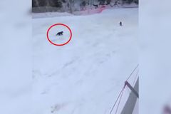 Medvěd honil lyžaře přímo na sjezdovce, ukazuje video. Unikl jen díky batohu