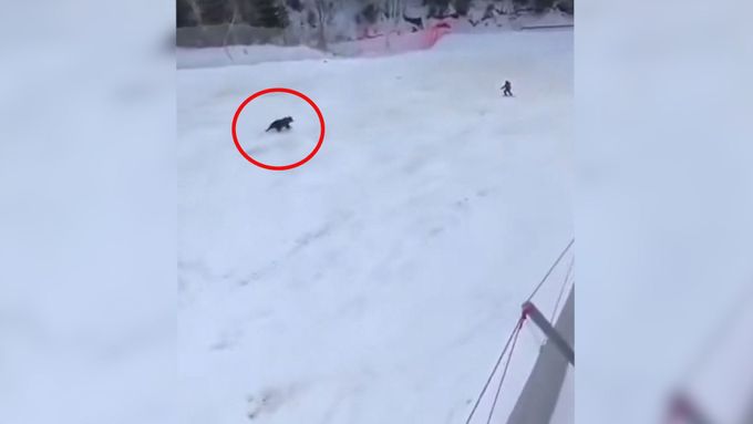 Pronásledující medvěd vyděsil lyžaře v Rumunsku.
