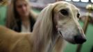 Westminster Kennel Club's Dog Show v New Yorku