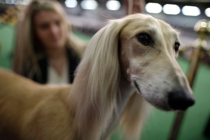 Westminster Kennel Club's Dog Show v New Yorku