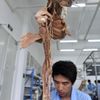 Plastinace lidských a zvířecích těl v Číně
