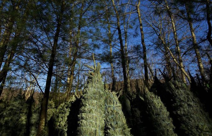 Fraser Fir Christmas trees wait to be shipped at Peak Farms in Jefferson, North Carolina, November 17, 2012. Crews at the farm will harvest nearly 65,000 Christmas trees this season. North Carolina has 1,500 Christmas tree growers with nearly 50 million Fraser Fir Christmas trees on over 35,000 acres. Picture taken November 17, 2012. REUTERS/Chris Keane (UNITED STATES - Tags: BUSINESS EMPLOYMENT ENVIRONMENT AGRICULTURE SOCIETY) Published: Lis. 19, 2012, 4:18 odp.