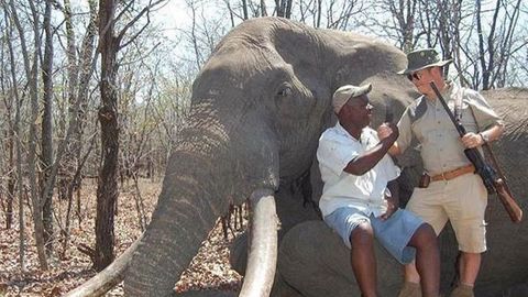 Češi a Slováci pomáhají v Africe zachraňovat slony