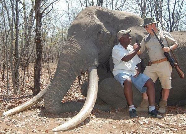lovec zabil největšího slona v Africe