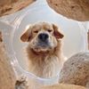 Vtipné fotky domácích mazlíčků: vítězové soutěže Mars Petcare Comedy Pet Photo Awards 2020