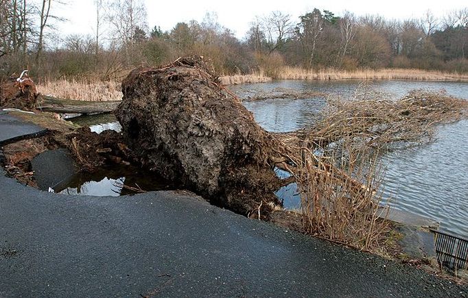 Takto vyvrátil silný vítr stromy u jezírka v Hradci Králové. Padlé kmeny přitom leží v jedné linii s dalšími poškozenými místy.