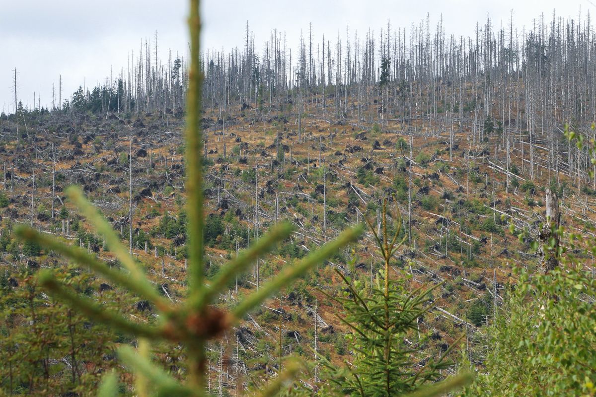 Národní park Šumava 24.9. 2015 - Tk o kůrovci