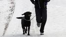 A woman jogs with her dog near Lake Harriet in Minneapolis, January 23, 2013. The Upper Midwest remains locked in a deep freeze, with bitter sub-zero temperatures and wind chills stretching into a fourth day across several states due to waves of frigid Arctic air. REUTERS/Eric Miller (UNITED STATES - Tags: ENVIRONMENT) Published: Led. 23, 2013, 8:09 odp.