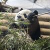Panda Ťiao Čching v berlínské zoo