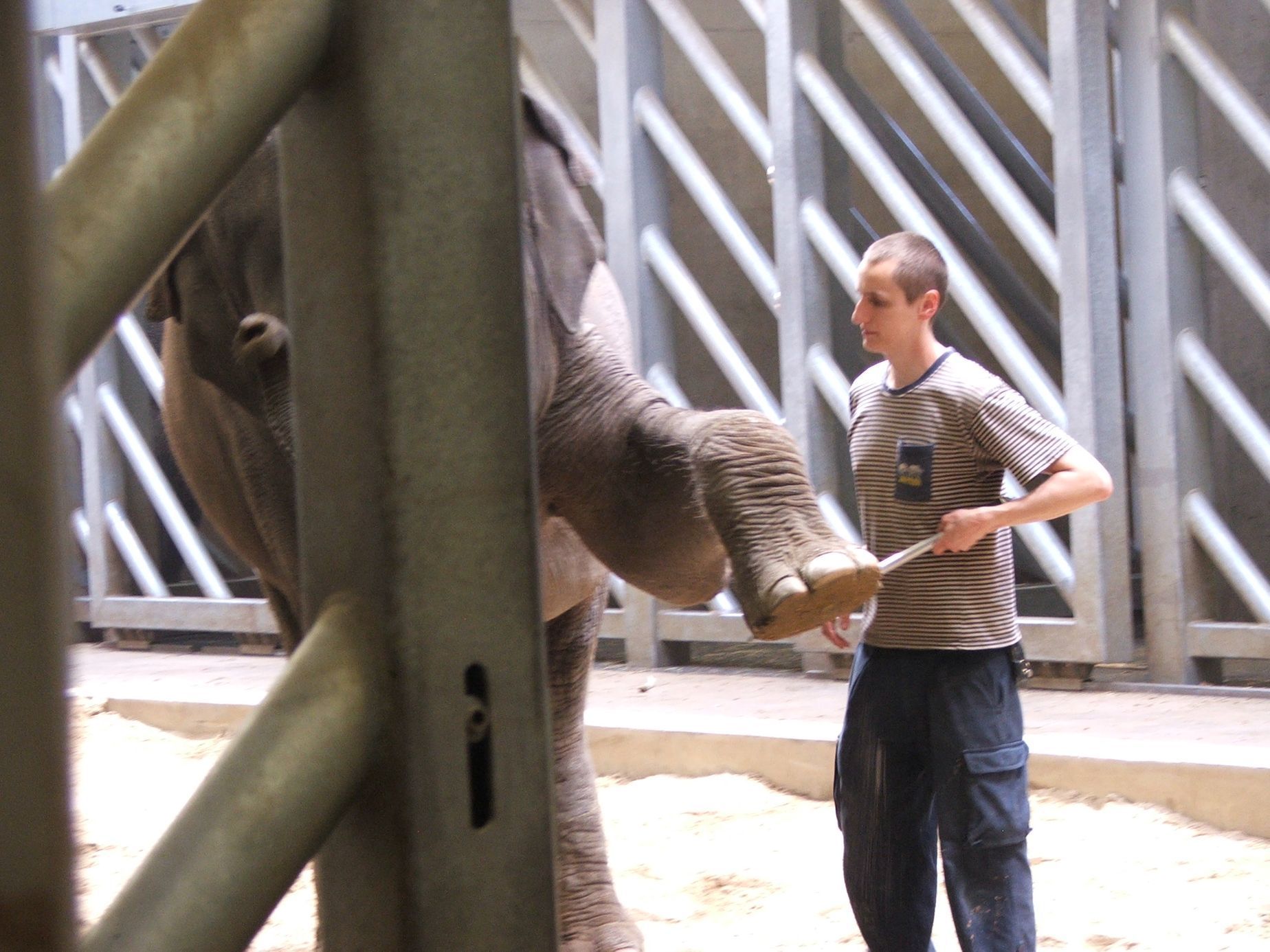 Údolí slonů - ZOO Praha