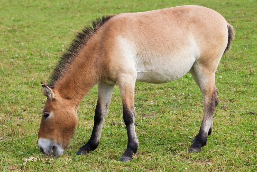 Převaláci pro Mongolsko