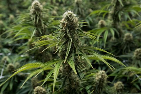 Z balkánské země se stává konopná velmoc. Stavbu obřích pěstíren ale brzdí korupce