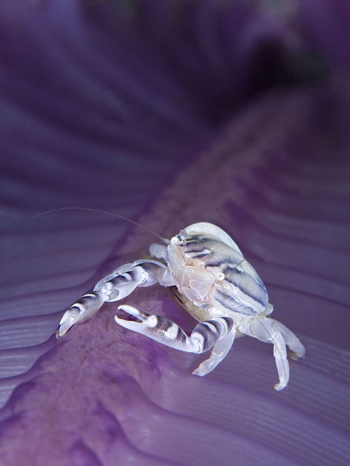 Rosenstiel School 2012 Underwater Photography Contest 2nd Place Macro Davide Lopresti Porcelain crab, Porcellanella sp. on feathery sea pen– Komodo National Park, Indonesia