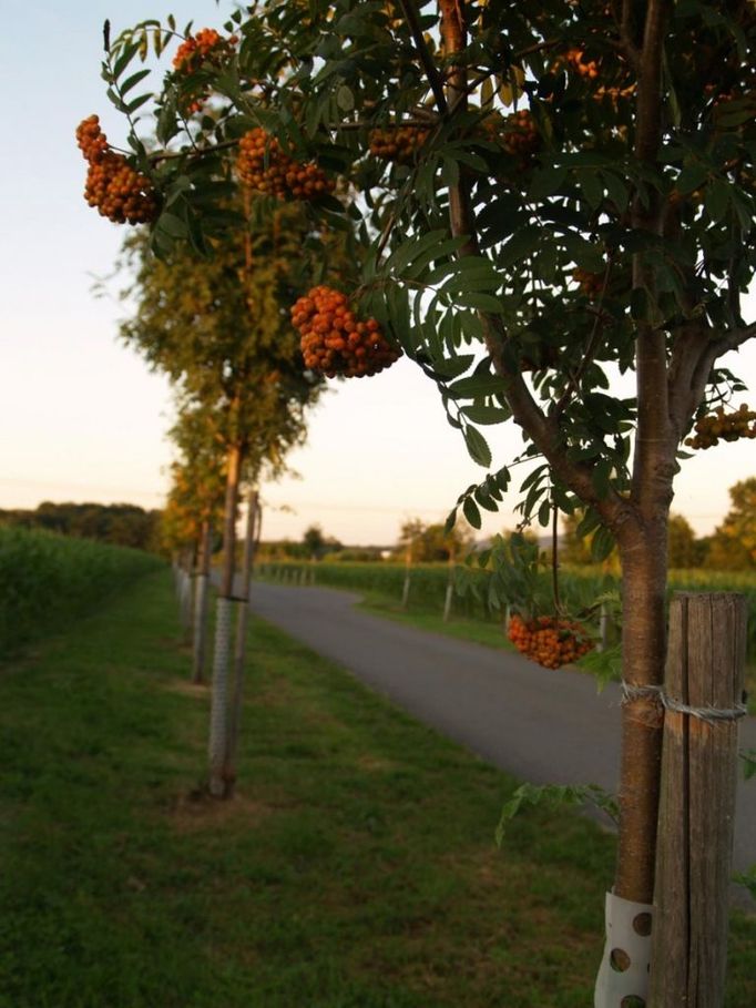 Svatopolská alej (Svaté Pole - Budínek, Středočeský kraj).  Nově vysázená alej ze stromů, které se obvykle příliš do alejí nevysazují. Vede z vesnice Svaté Pole do vesnice Budínek kolem rybníka Svatopolského. V aleji se potkáte velmi často s bruslaři, procházejícími se rodiči s dětmi, kočárky, ale bohužel si álej vyžádala i své životy, tudíž bychom mohli říci, že se v ní snoubí život se smrtí.