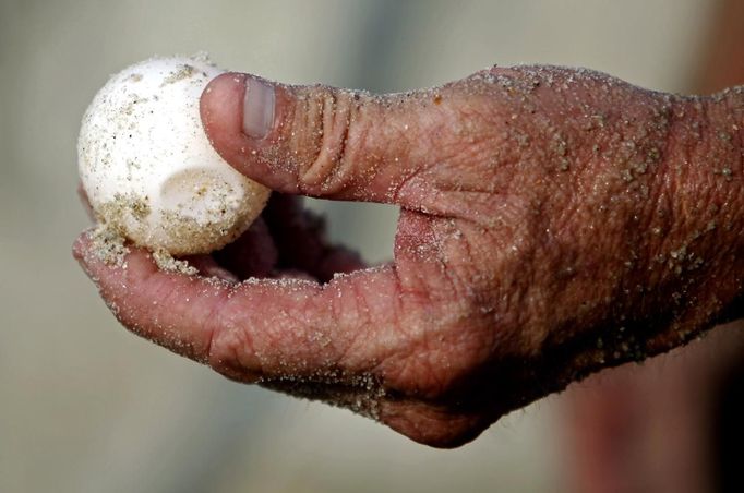 South Carolina United Turtle Enthusiasts (SCUTE) head coordinator Jeff McClary holds a Green turtle egg chosen for a DNA sample on Garden City Beach, South Carolina August 13, 2012. During a nest relocation or inspection, one egg is sacrificed for the DNA sample located in the membrane on the inside of the shell that scientists use to track the female turtles. Turtle volunteers walk the area's beaches along South Carolina's coast daily during the nesting season, looking for signs of turtle activity and keeping tabs on the progress of the endangered species of turtles that lay their eggs along the coast. Photo taken August 13, 2012. REUTERS/Randall Hill (UNITED STATES - Tags: ANIMALS ENVIRONMENT) Published: Srp. 21, 2012, 12:51 odp.