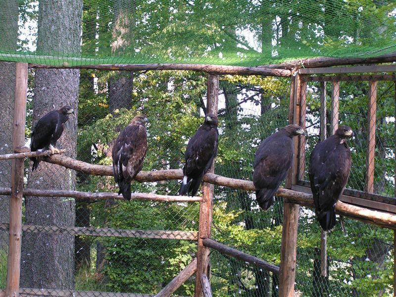 Projekt Orel se vrací