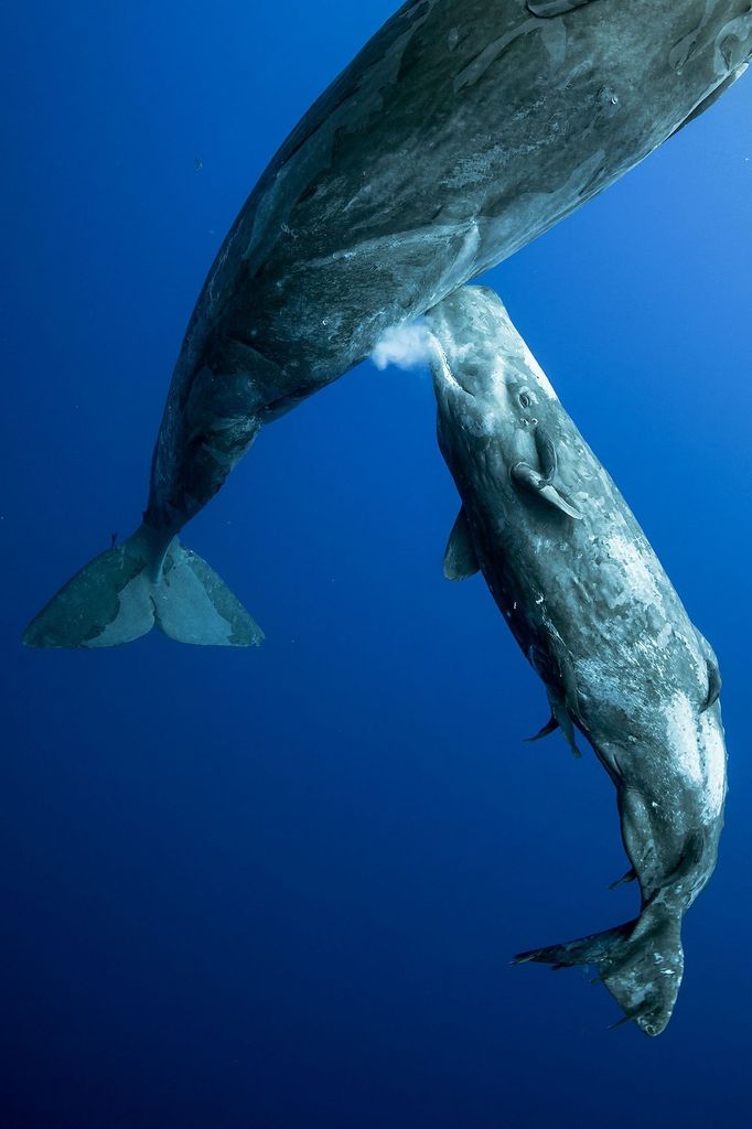 Vítězové soutěže Underwater Photographer of the Year 2021