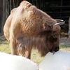 Zoo, Praha, led, horko, opice, lední medvěd, papoušek, počasí, gorila
