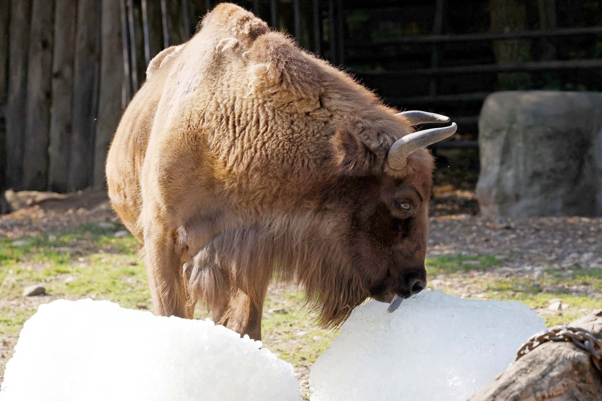 Zoo, Praha, led, horko, opice, lední medvěd, papoušek, počasí, gorila