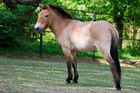Koně Převalského nejsou divoká zvířata, zjistili vědci, kteří pátrali po jejich předcích