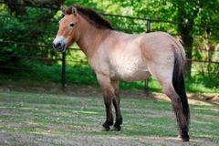 Koně Převalského nejsou divoká zvířata, zjistili vědci, kteří pátrali po jejich předcích
