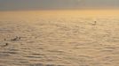 The tops of high rise buildings stick out from a blanket of think fog covering Warsaw early morning October 12, 2012. Picture taken October 12, 2012. REUTERS/Mateusz Olszowy (POLAND - Tags: CITYSPACE ENVIRONMENT) Published: Lis. 21, 2012, 3:53 odp.