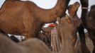 A camel herder stands among his camels as he waits for customers at Pushkar Fair in the desert Indian state of Rajasthan November 23, 2012. Many international and domestic tourists throng to Pushkar to witness one of the most colourful and popular fairs in India. Thousands of animals, mainly camels, are brought to the fair to be sold and traded. REUTERS/Danish Siddiqui (INDIA - Tags: SOCIETY ANIMALS) Published: Lis. 23, 2012, 8:08 dop.