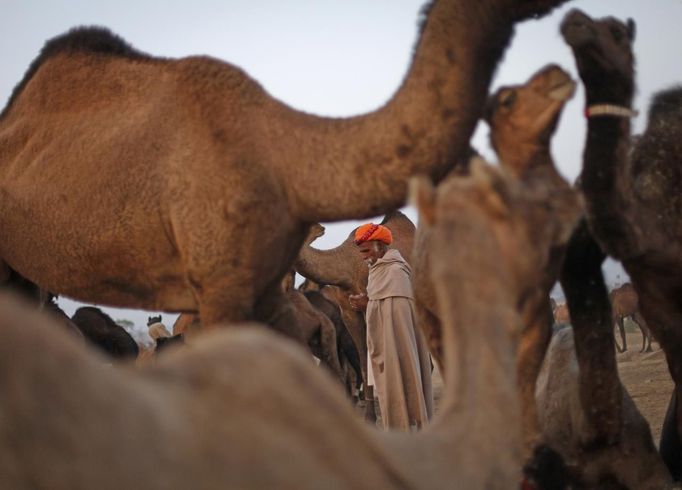 A camel herder stands among his camels as he waits for customers at Pushkar Fair in the desert Indian state of Rajasthan November 23, 2012. Many international and domestic tourists throng to Pushkar to witness one of the most colourful and popular fairs in India. Thousands of animals, mainly camels, are brought to the fair to be sold and traded. REUTERS/Danish Siddiqui (INDIA - Tags: SOCIETY ANIMALS) Published: Lis. 23, 2012, 8:08 dop.