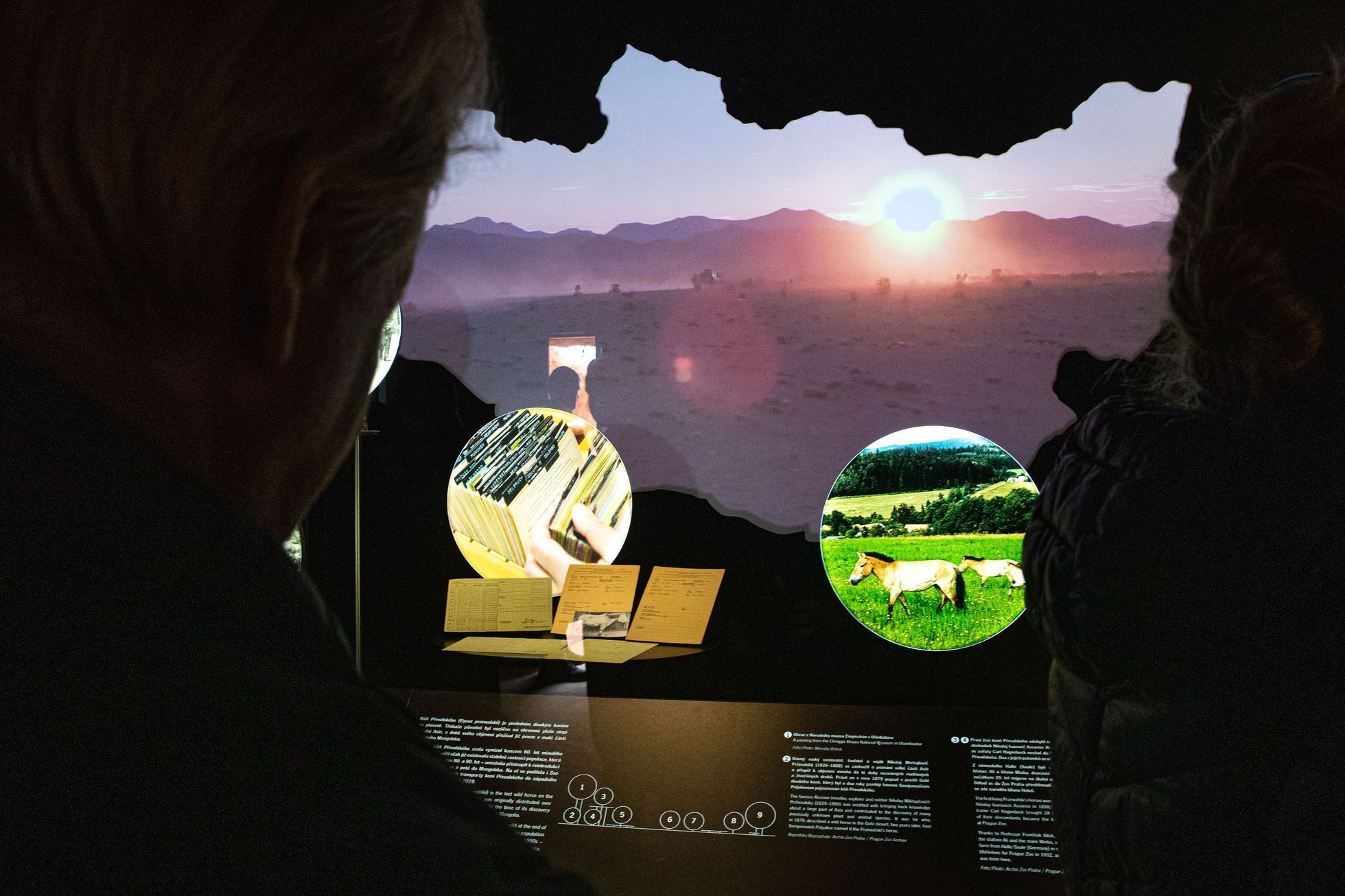 Pražská zoo, nová expozice a pavilon Gobi, koně převalského