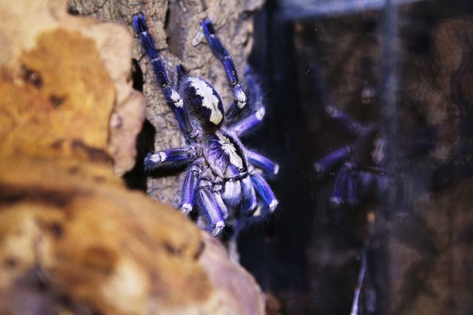 Sklípkan kovolesklý (Poecilotheria metallica)