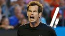 Australian Open 2015: Andy Murray při semifinále s Tomášem Berdychem