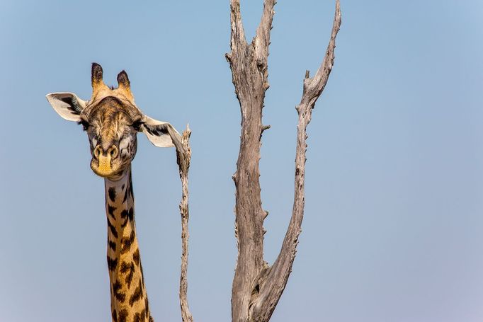 Comedy Wildlife Photography Awards - ukázky snímků z ročníku 2022