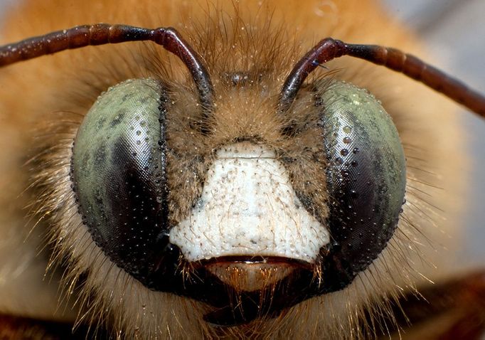 Bee