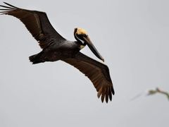 V přírodních rezervacích na pobřeží jsou ohroženy desetitisíce ptáků, mimo jiné pelikán hnědý