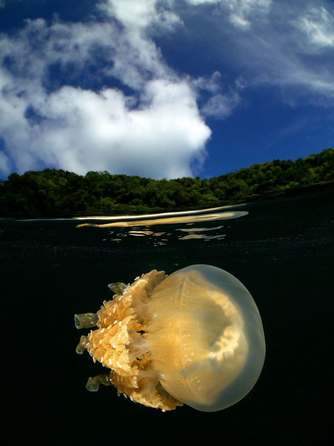 Underwater Photographer of the Year 2020 - vítězné fotografie