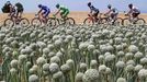 A break away group cycles past an oignons field during the 242.5 km fifteenth stage of the centenary Tour de France cycling race from Givors to Mont Ventoux July 14, 2013