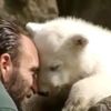 Medvěd Knut má nepřátele