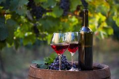 Majitel nejmenší vinice na světě nechce, aby lidé pili jeho vína