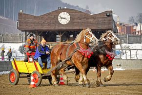 Obrazem: Formanské závody ukazují život tažných koní. Nejtěžší je zacouvat