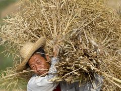 Farmář pracuje na polích u Siang-fan ve středočínské provincii Chu-pej. Čínští farmáři využívají nadměrné množství pesticidů, nenosí však žádné ochranné pomůcky.