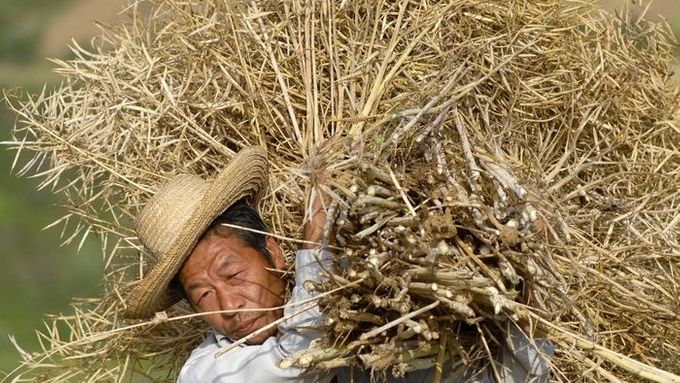 Farmář pracuje na polích u Siang-fan ve středočínské provincii Chu-pej. Čínští farmáři využívají nadměrné množství pesticidů, nenosí však žádné ochranné pomůcky.