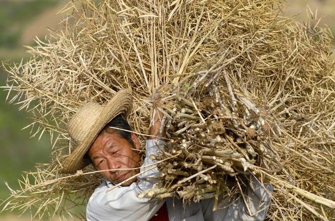 Farmář pracuje na polích u Siang-fan ve středočínské provincii Chu-pej. Čínští farmáři využívají nadměrné množství pesticidů, nenosí však žádné ochranné pomůcky.