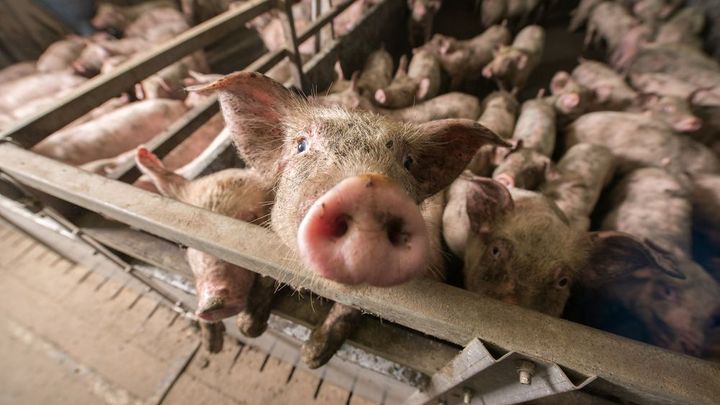 Potravinová soběstačnost Česka je katastrofální, řekl Babiš a hájil pěstování řepky