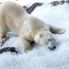 Zoo, Praha, led, horko, opice, lední medvěd, papoušek, počasí, gorila