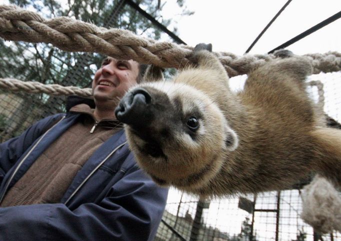 Nosál červený v soukromé zoologické zahradě v ukrajinské Jaltě.