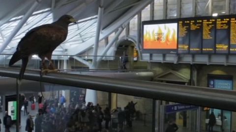 Dravci hlídají Londýn. Místní je najali na odhánění holubů z nádraží a památek