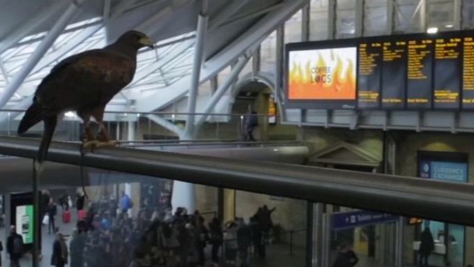 Cestující na londýnské vlakové stanici mohou v klidu posvačit. Najatý jestřáb tam několik dní v týdnu drží hlídku a odhání hladové holuby.
